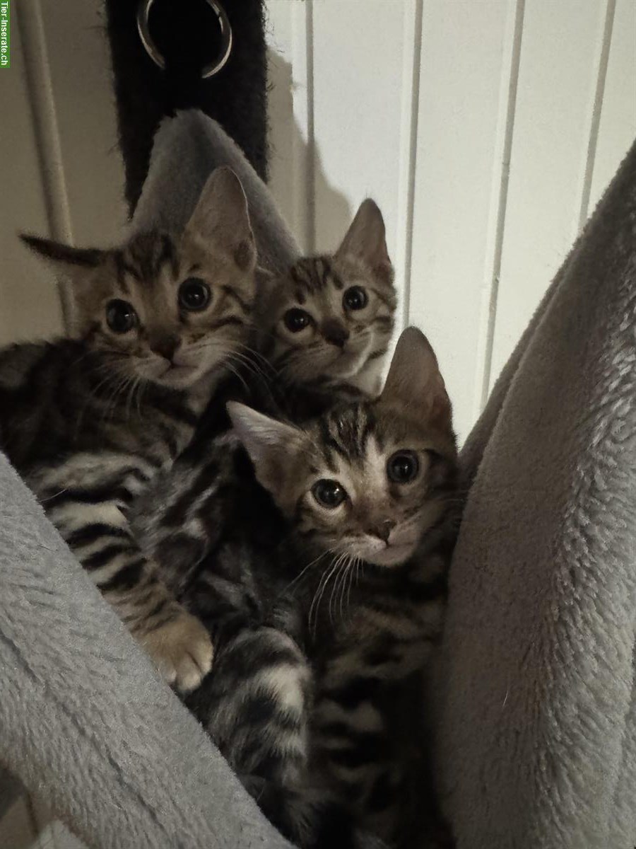 Bengal Kitten mit Stammbaum, extrem verschmust