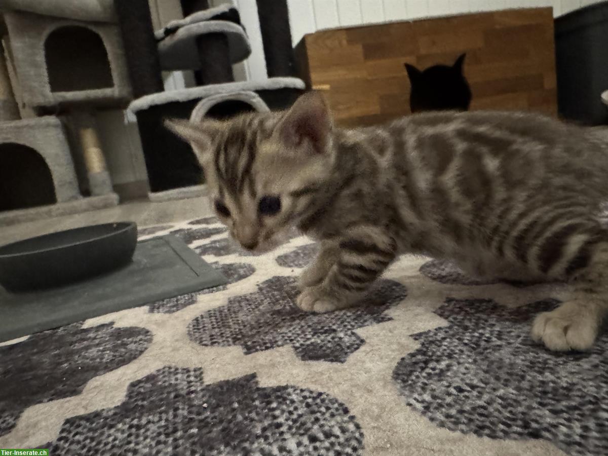 Bild 2: Bengal Kitten mit Stammbaum, extrem verschmust