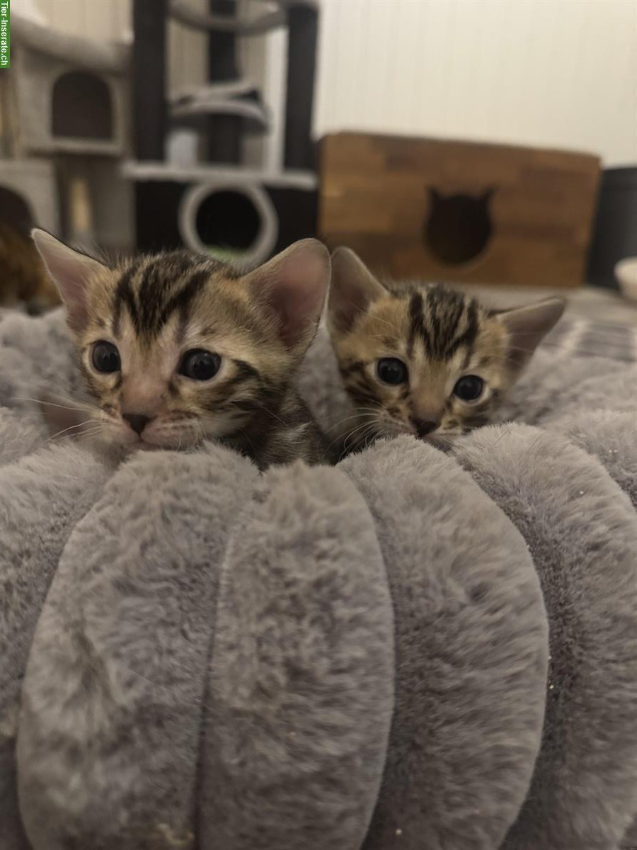 Bild 3: Bengal Kitten mit Stammbaum, extrem verschmust