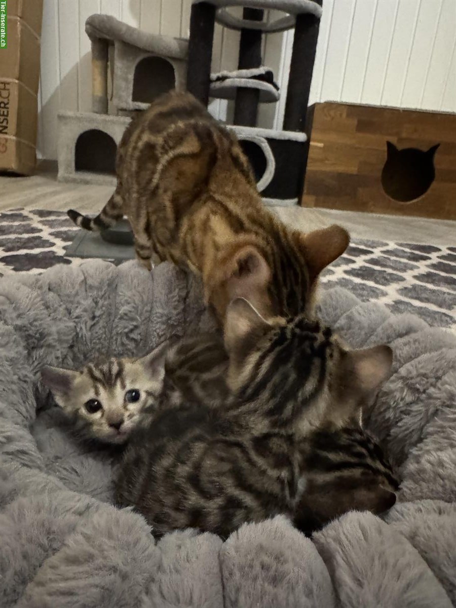 Bild 4: Bengal Kitten mit Stammbaum, extrem verschmust