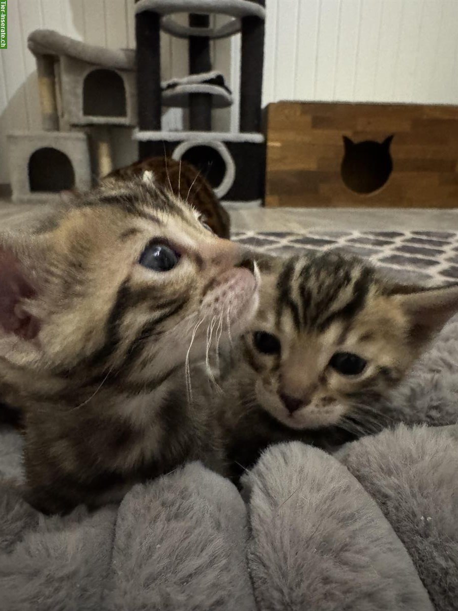 Bild 5: Bengal Kitten mit Stammbaum, extrem verschmust