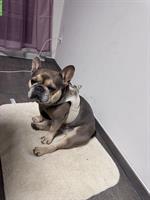 Französische Bulldogge Weibchen, 4-jährig