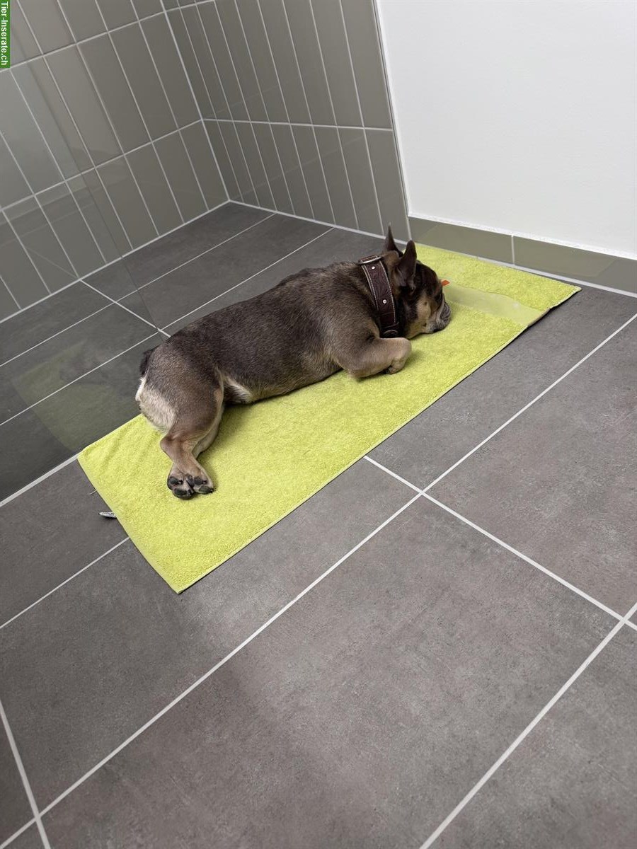 Bild 2: Französische Bulldogge Weibchen, 4-jährig