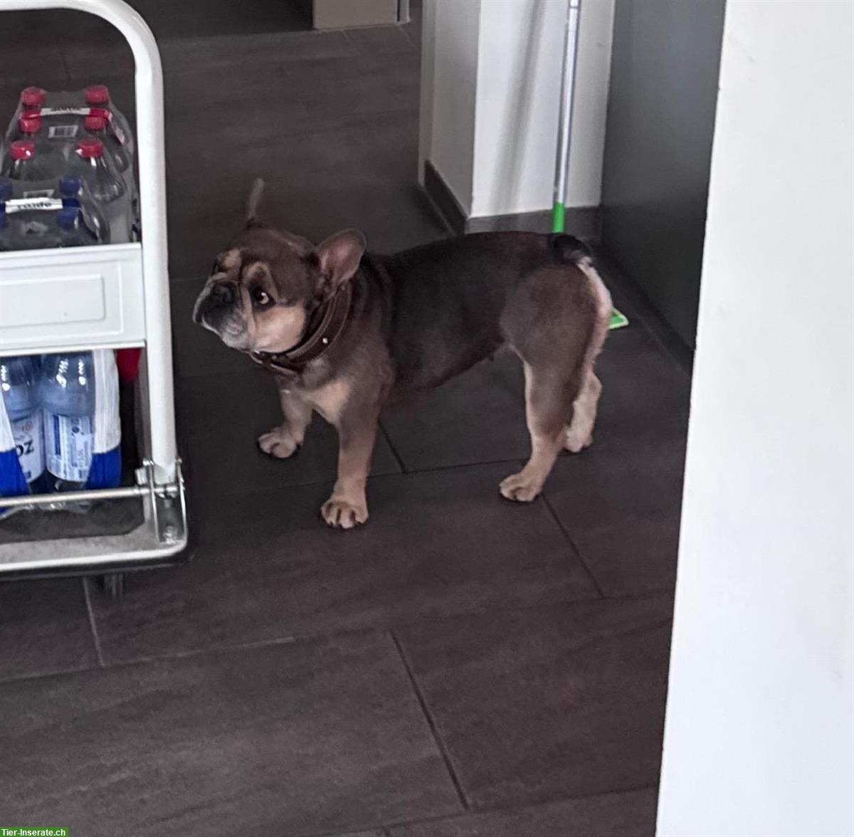 Bild 3: Französische Bulldogge Weibchen, 4-jährig