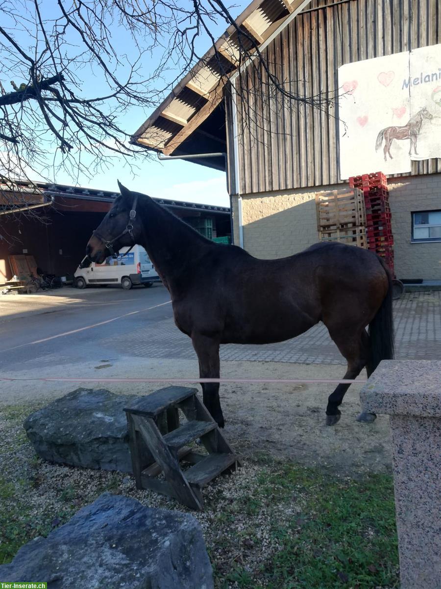 Suche Reitbeteiligung für Vollblut Wallach, Dänikon ZH
