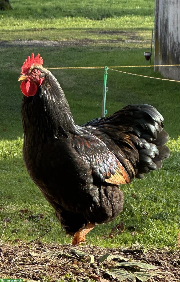 Wunderschöner Barnevelder Hahn gratis abzugeben