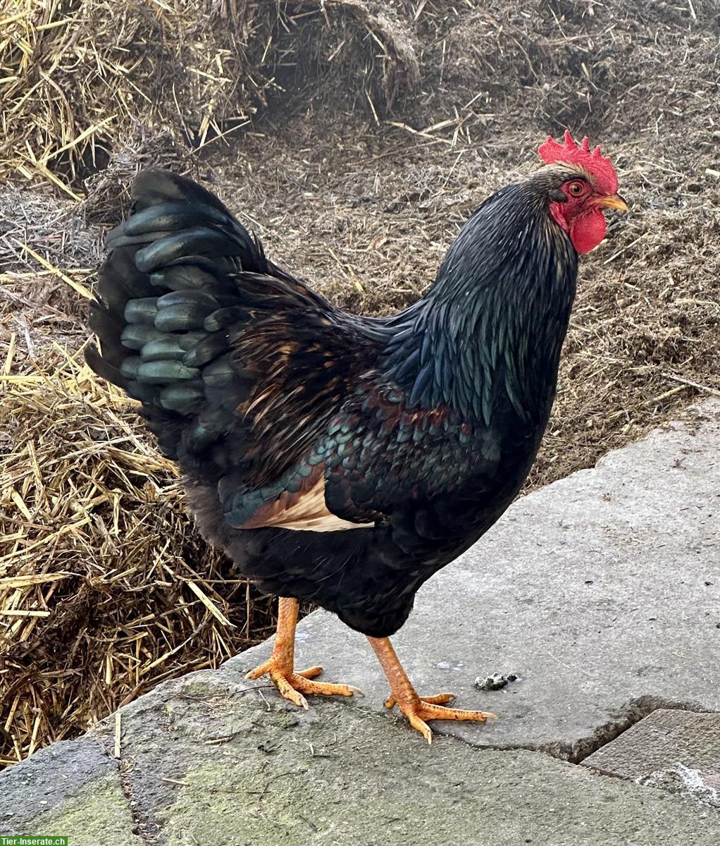 Bild 2: Wunderschöner Barnevelder Hahn gratis abzugeben