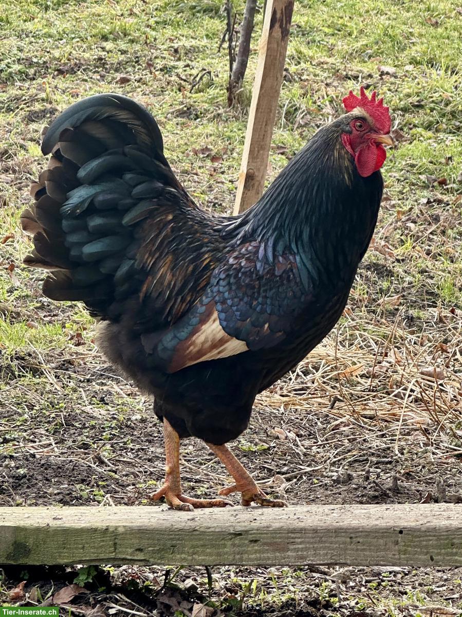 Bild 3: Wunderschöner Barnevelder Hahn gratis abzugeben