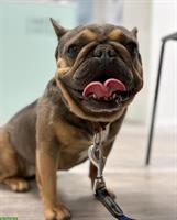 Fluffy - franz Bulldogge/Pekines Hündin, 3-jährig