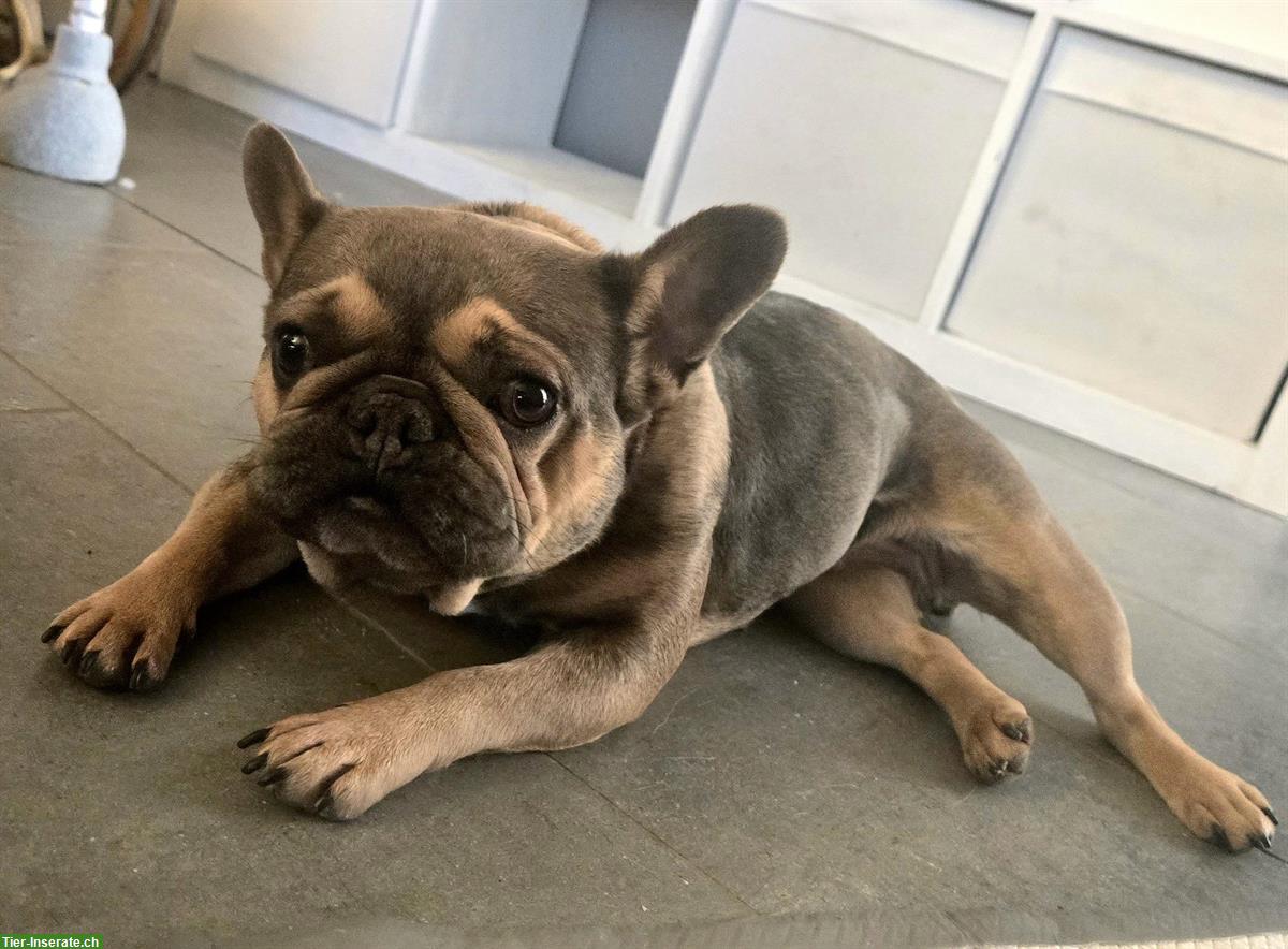 Bild 2: Fluffy - franz Bulldogge/Pekines Hündin, 3-jährig