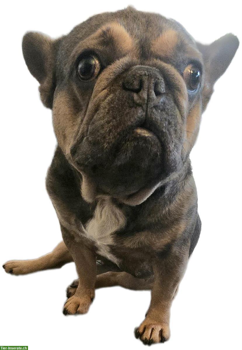 Bild 3: Fluffy - franz Bulldogge/Pekines Hündin, 3-jährig