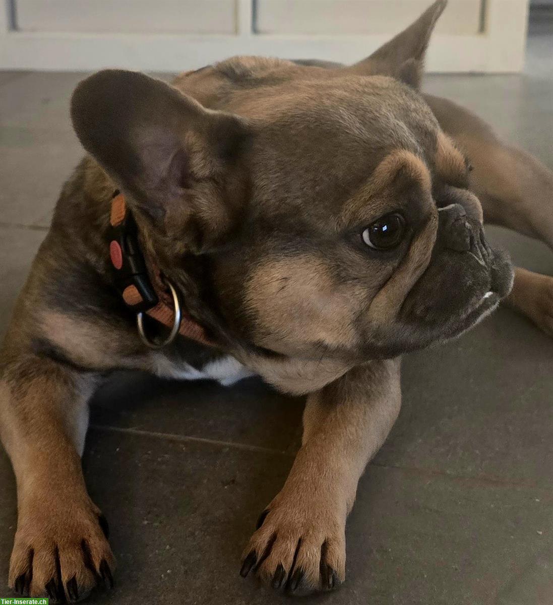 Bild 4: Fluffy - franz Bulldogge/Pekines Hündin, 3-jährig