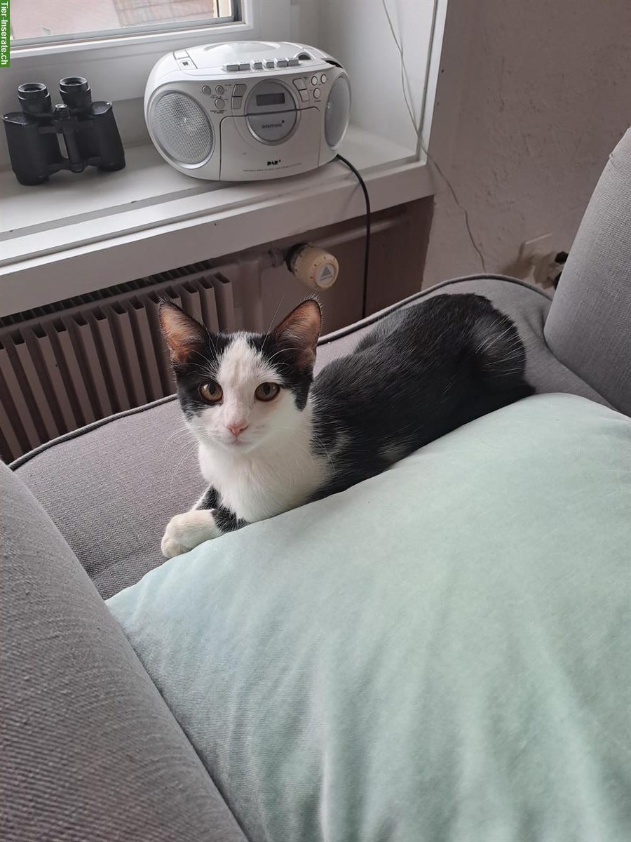 Sehr süsse und liebe Katze, ½-jährig abzugeben