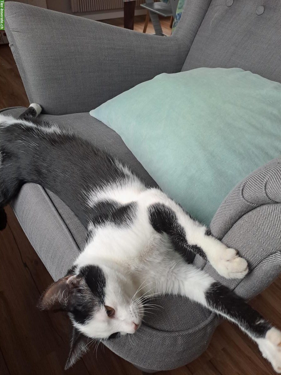 Bild 2: Sehr süsse und liebe Katze, ½-jährig abzugeben