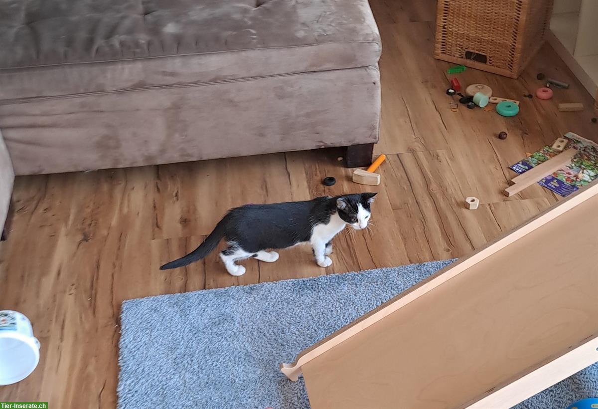 Bild 3: Sehr süsse und liebe Katze, ½-jährig abzugeben