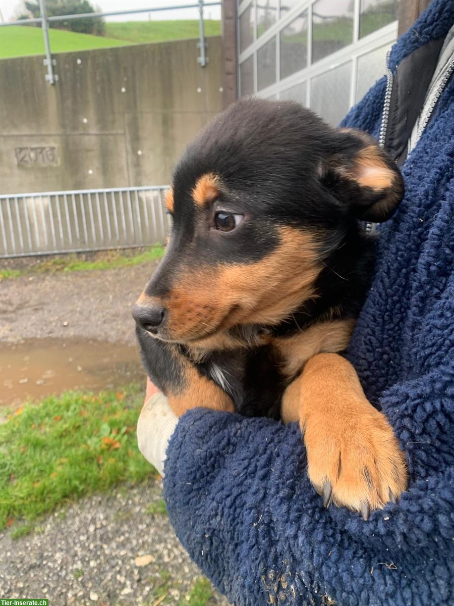 Junge Appenzeller Welpen aus Appenzell