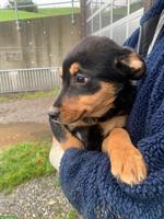 Junge Appenzeller Welpen aus Appenzell