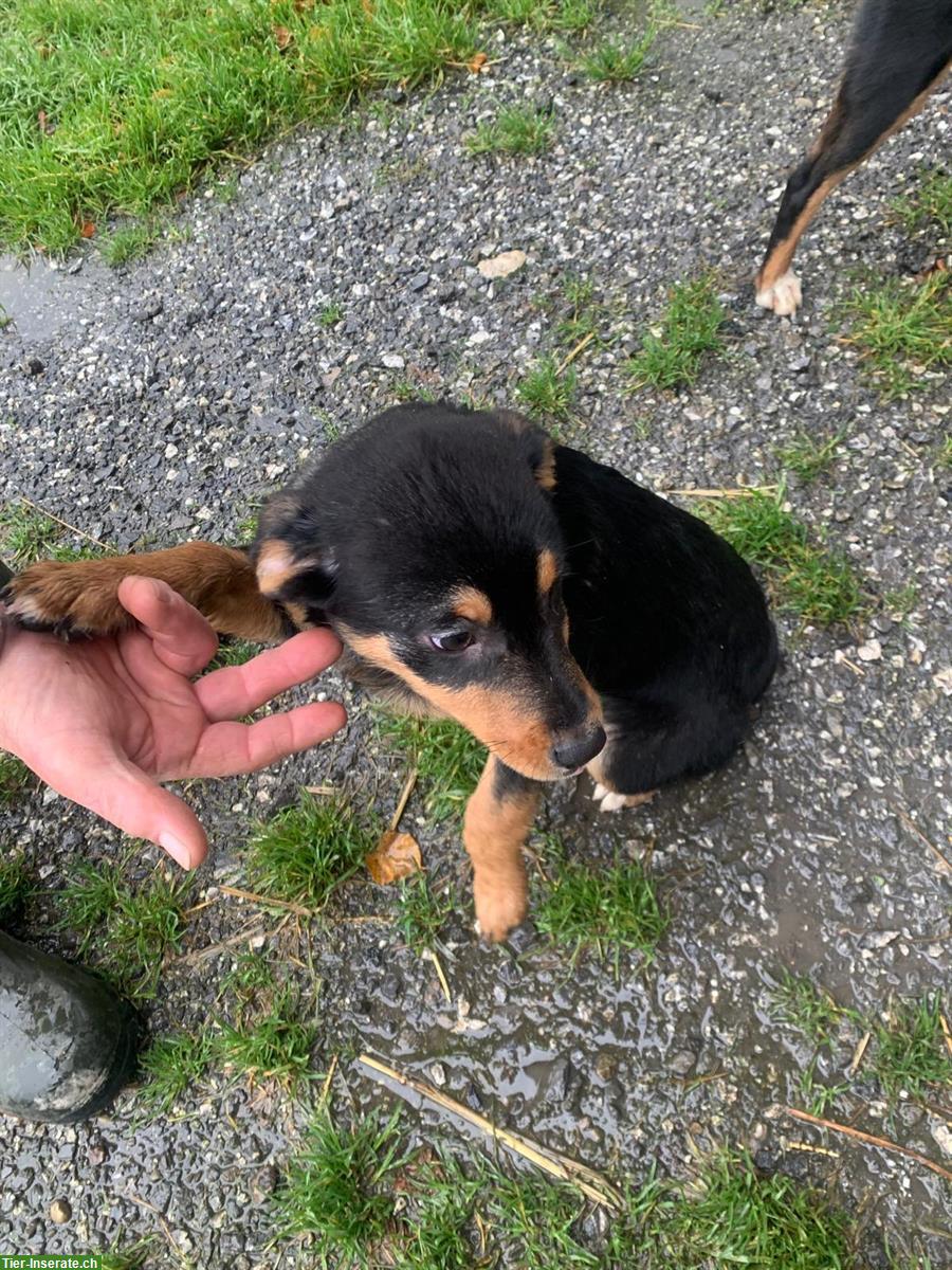Bild 2: Junge Appenzeller Welpen aus Appenzell