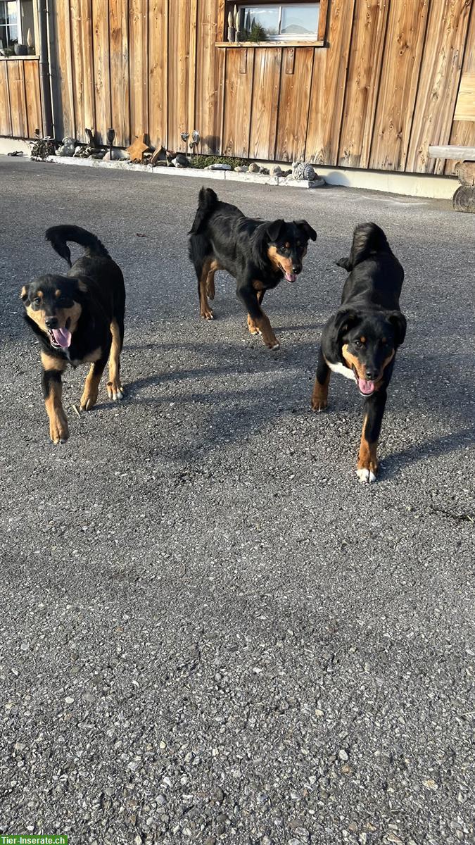 Bild 3: Junge Appenzeller Welpen aus Appenzell