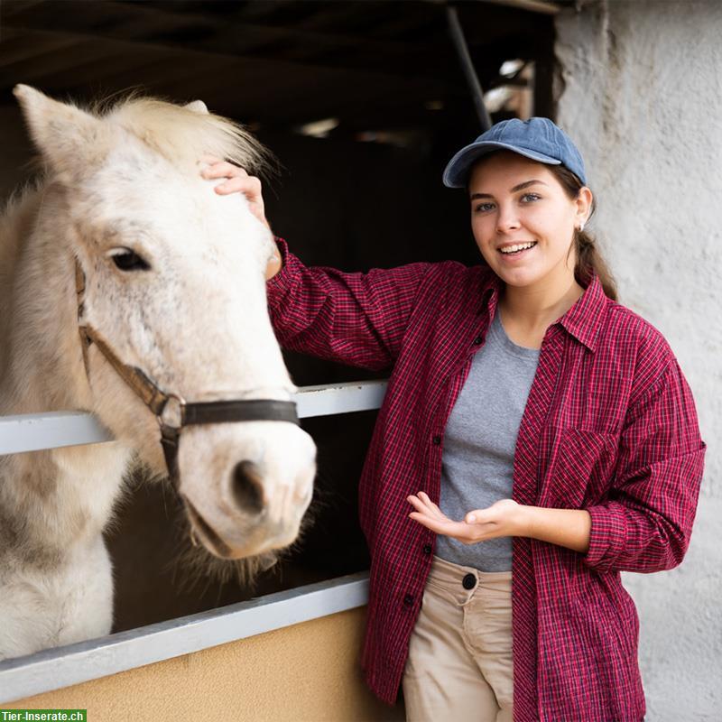 Gesucht Pferdemensch mit 2 bis 3 Pferden