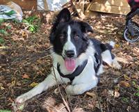 Border Collie Mix Hündin, super lieb ❤️