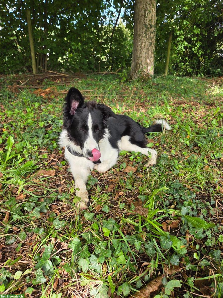 Bild 10: Border Collie Mix Hündin, super lieb ❤️