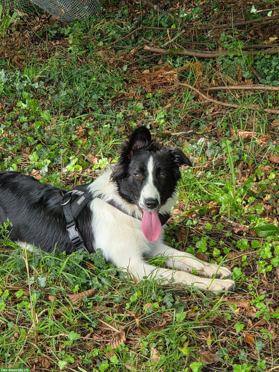 Bild 2: Border Collie Mix Hündin, super lieb ❤️
