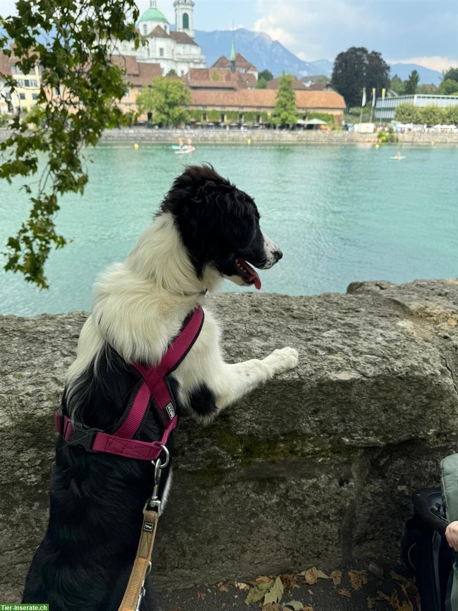 Bild 3: Border Collie Mix Hündin, super lieb ❤️