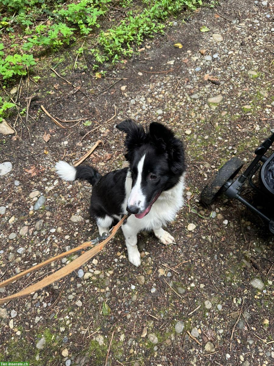 Bild 4: Border Collie Mix Hündin, super lieb ❤️