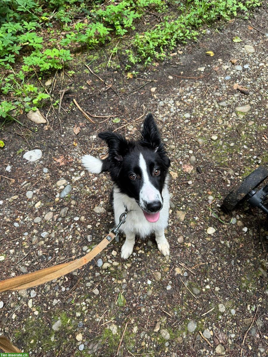 Bild 5: Border Collie Mix Hündin, super lieb ❤️