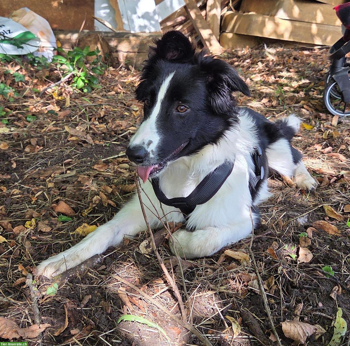 Bild 6: Border Collie Mix Hündin, super lieb ❤️