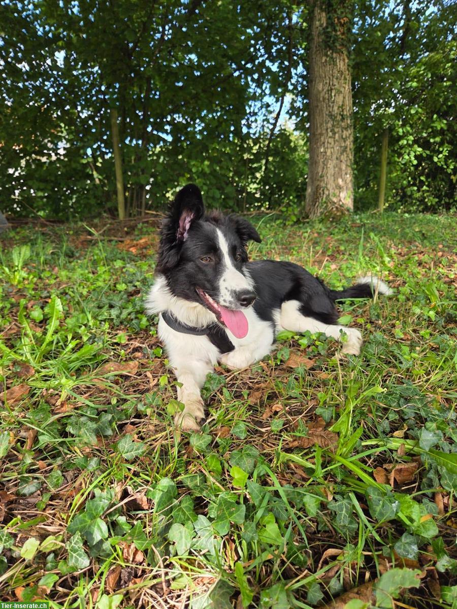 Bild 7: Border Collie Mix Hündin, super lieb ❤️