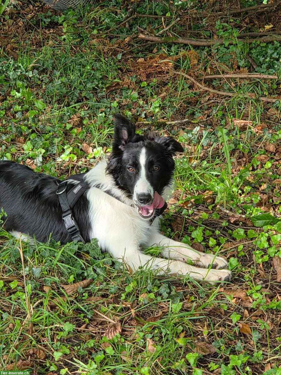 Bild 8: Border Collie Mix Hündin, super lieb ❤️