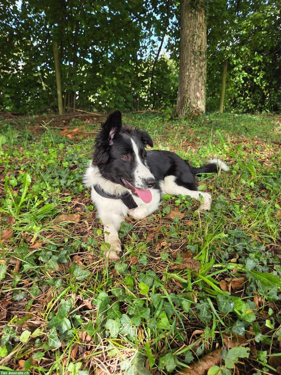 Bild 9: Border Collie Mix Hündin, super lieb ❤️