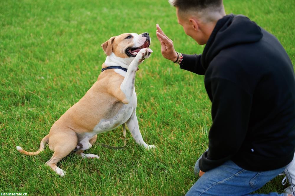 Suchen Hundetrainer:in, Region Kreuzlingen TG