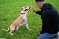 Suchen Hundetrainer:in, Region Kreuzlingen TG