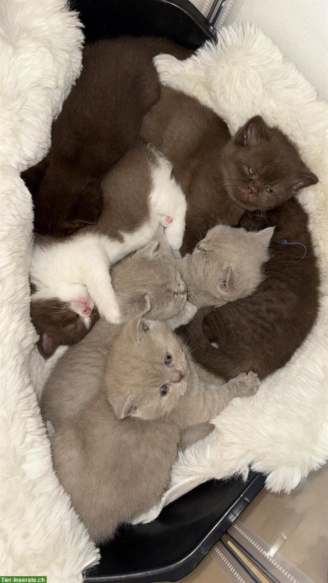 BKH Kitten choco und lilac suchen ein Zuhause