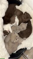 BKH Kitten choco und lilac suchen ein Zuhause