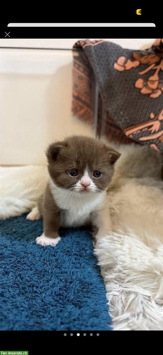 Bild 2: BKH Kitten choco und lilac suchen ein Zuhause