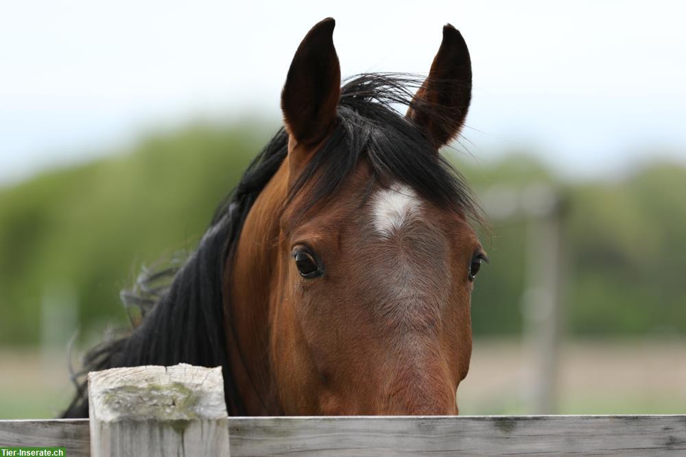 Reitanlage im Kanton Thurgau zu verpachten