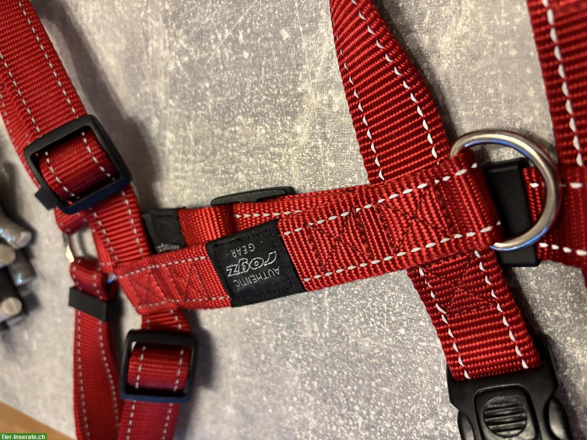 Bild 2: NEU: Günstige Geschirre und Halsband für Hunde