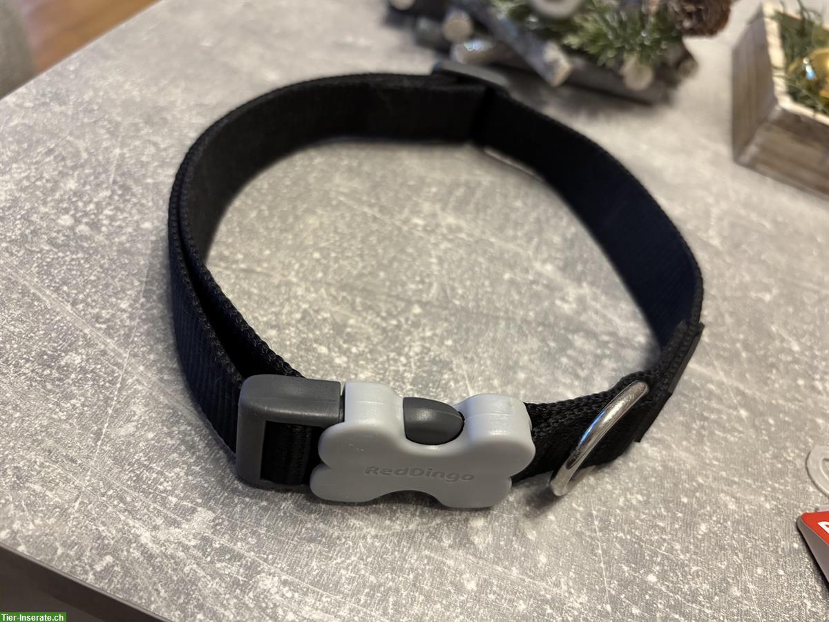 Bild 5: NEU: Günstige Geschirre und Halsband für Hunde