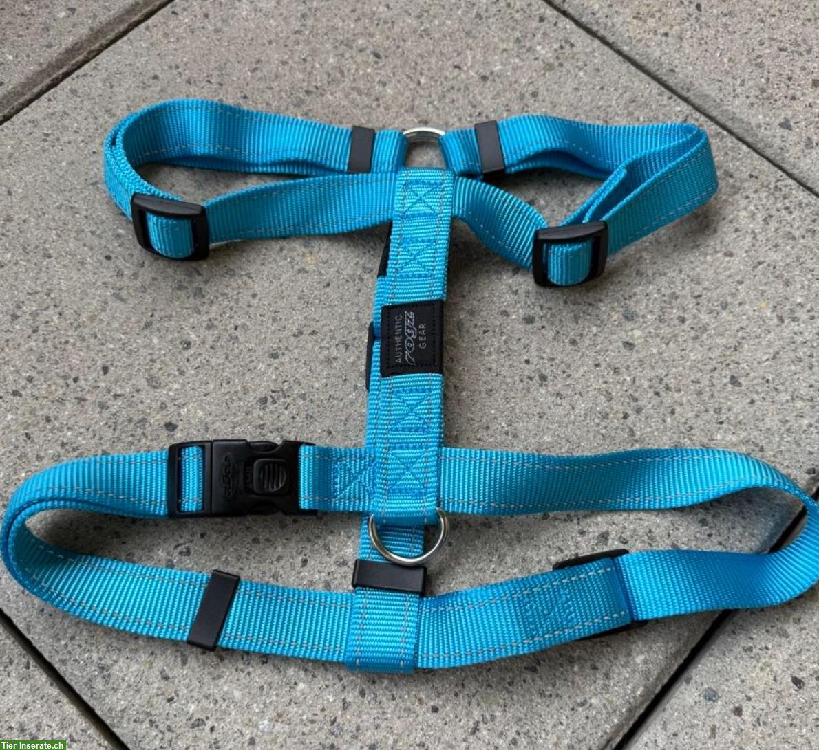 Bild 6: NEU: Günstige Geschirre und Halsband für Hunde