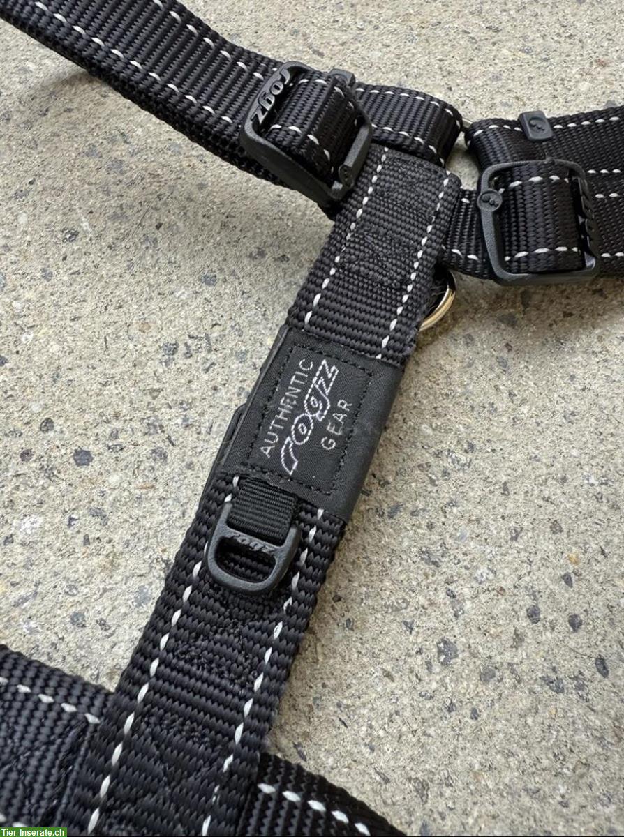 Bild 8: NEU: Günstige Geschirre und Halsband für Hunde