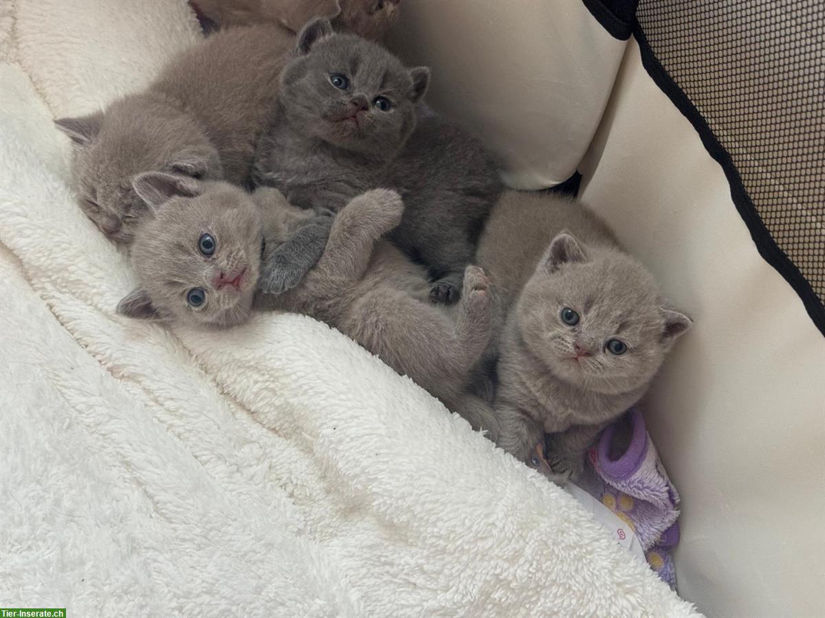 Britisch Kurzhaar Kitten, weiblich