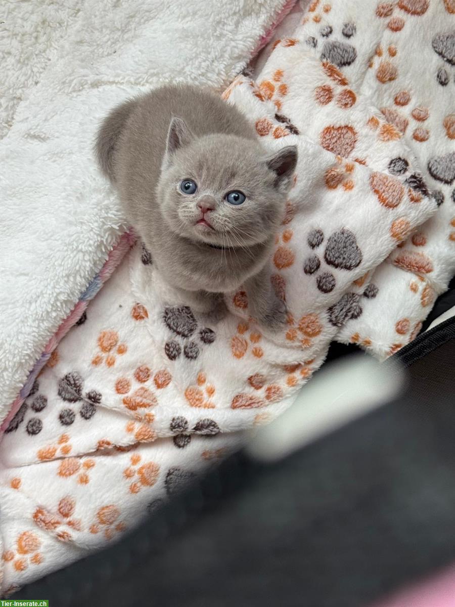 Bild 2: Britisch Kurzhaar Kitten, weiblich