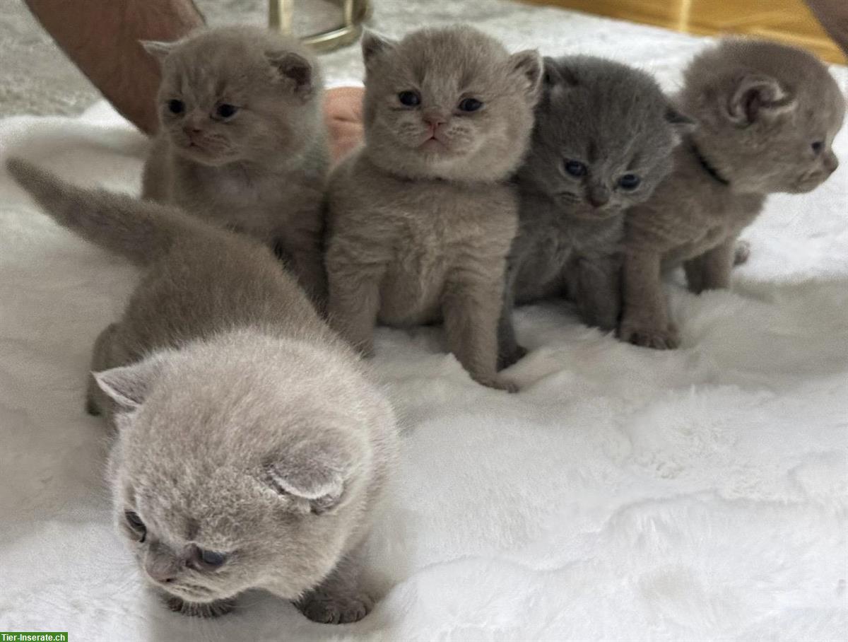 Bild 3: Britisch Kurzhaar Kitten, weiblich