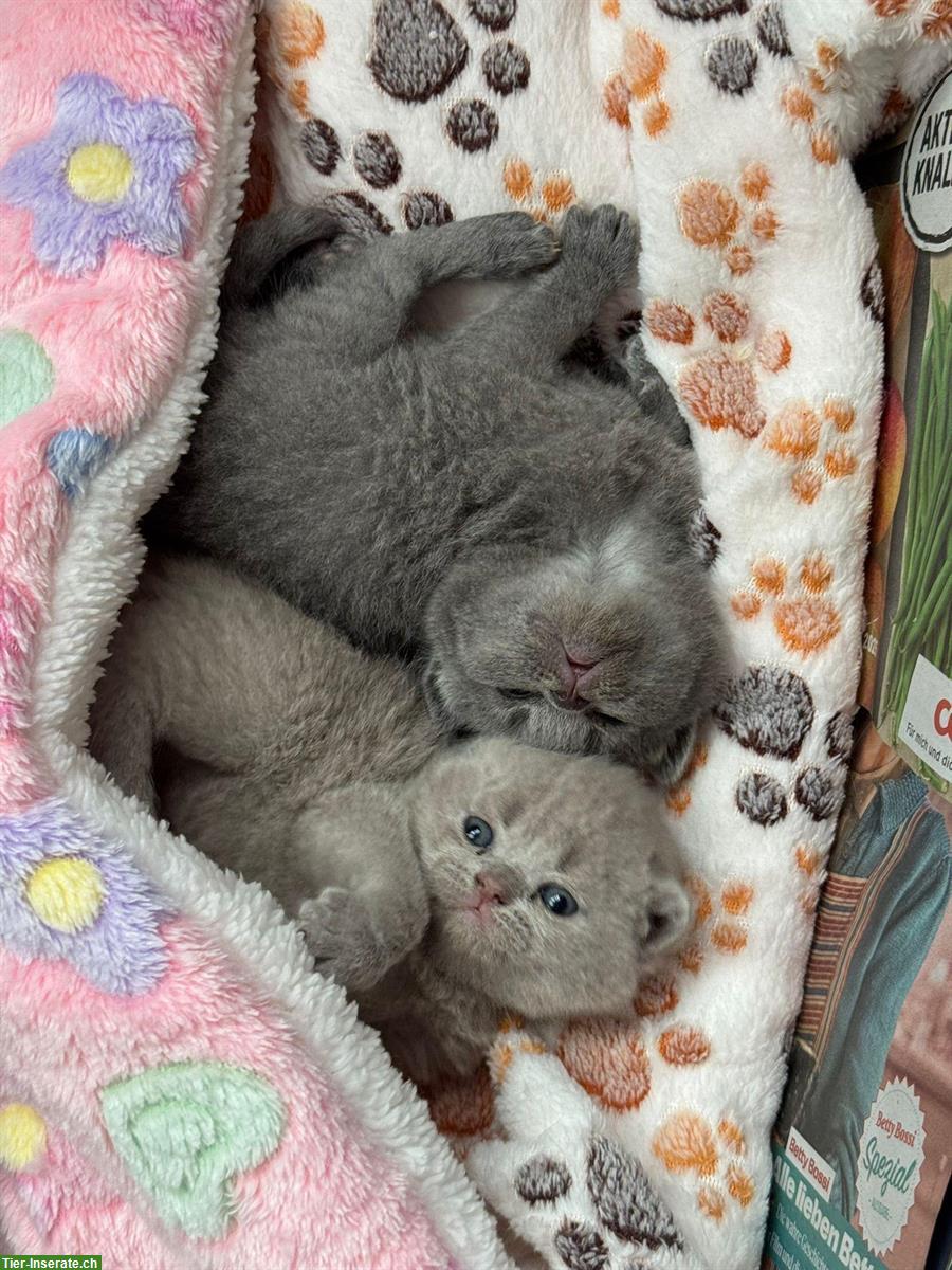 Bild 4: Britisch Kurzhaar Kitten, weiblich