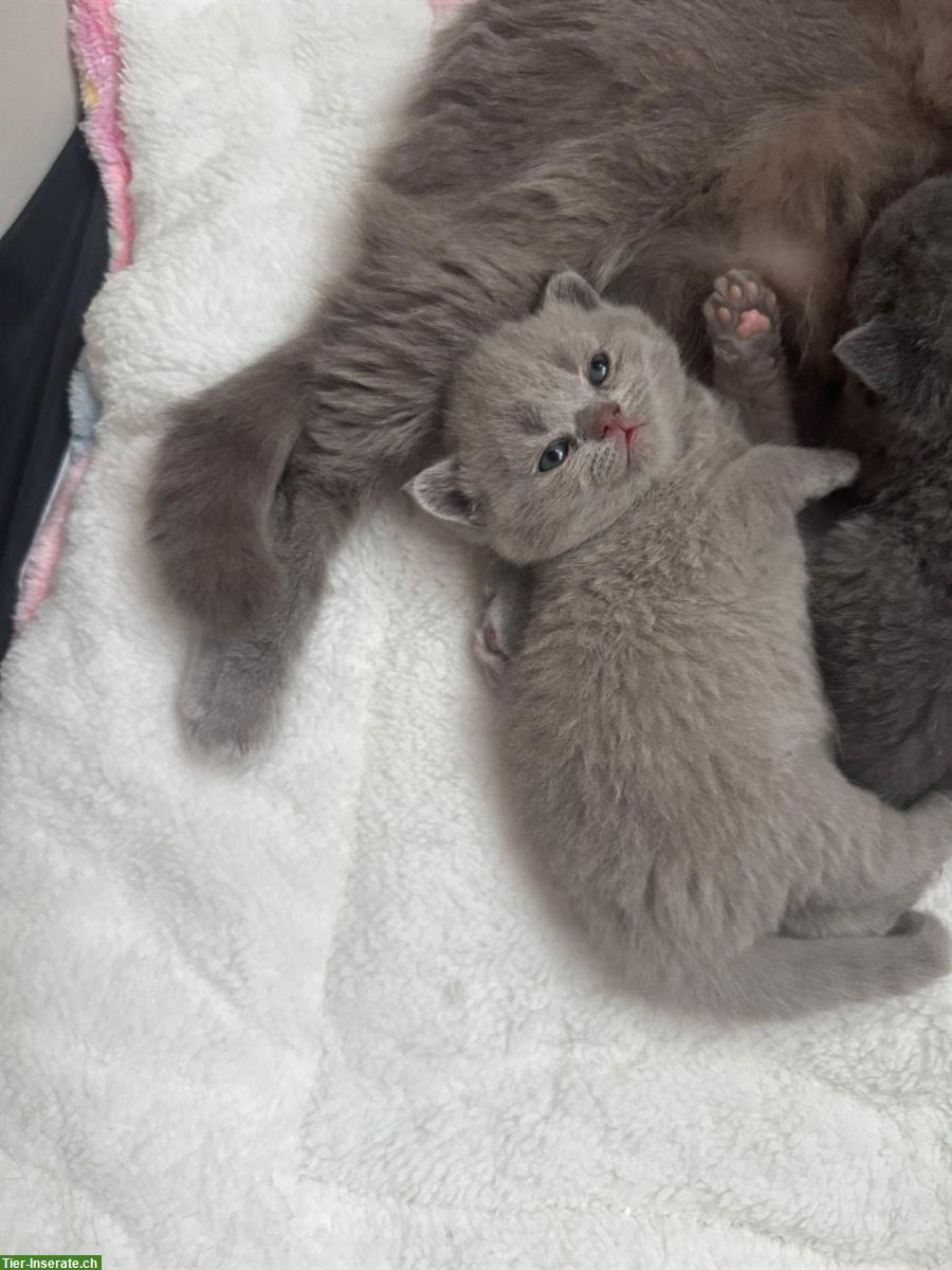 Bild 5: Britisch Kurzhaar Kitten, weiblich