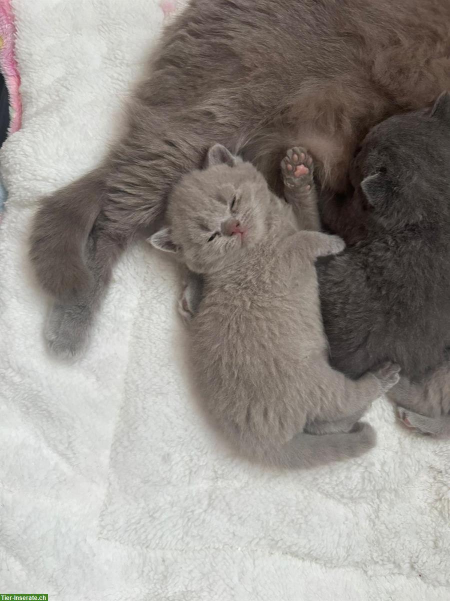 Bild 6: Britisch Kurzhaar Kitten, weiblich